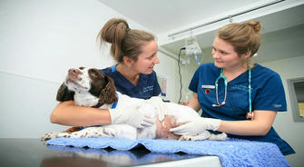 Love Pets? Consider a Career as a Veterinary Assistant!