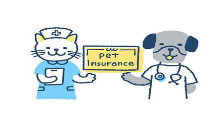 Guardians of Pet Health: How to Choose the Right Pet Medical Insurance?